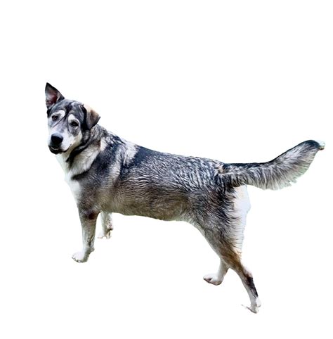 Alaskan Malamute Lab Mix Puppies