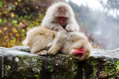 Snow Monkeys In A Natural Onsen Hot Spring Located In Jigokudani Park Yudanaka Nagano