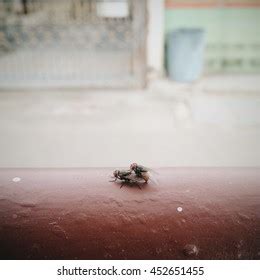 Flies Having Sex Reproduction Stock Photo Shutterstock