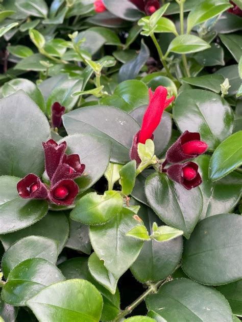 Aeschynanthus lobbianus – Lipstick Plant (2.5″ pot) – Gardino Nursery