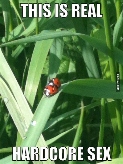 Real Hardcore Sex 9GAG