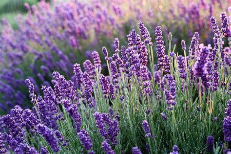 6,000 + 무료 Lavenders & 라벤더 이미지 - Pixabay