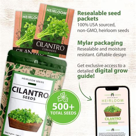 HOME GROWN 500+ FEV6 Cilantro Seeds for Planting Indoors or Outdoors