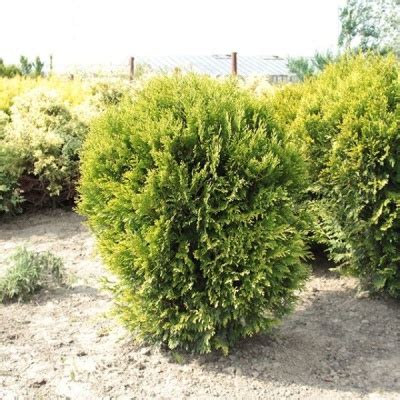 Туя корник складчатая, купить в Москве по низкой цене