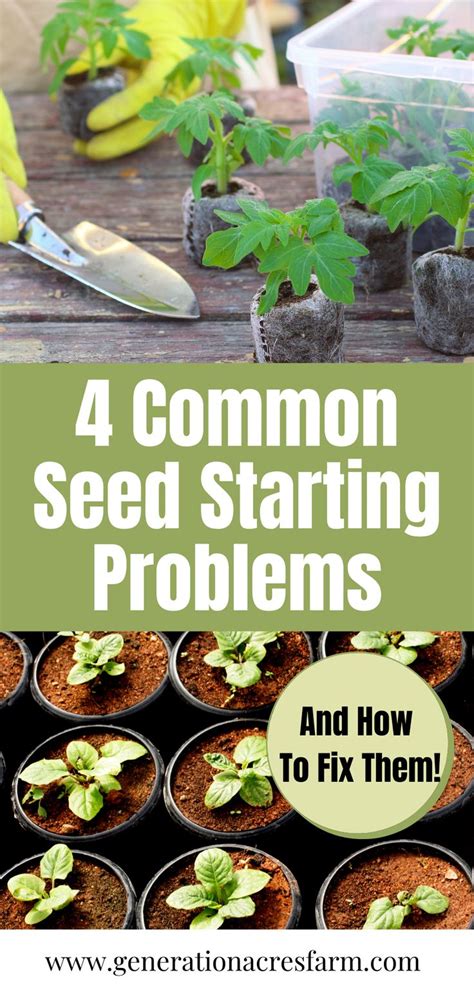 4 Common Seed Starting Problems And How To Fix Them Seed Starting