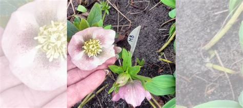 Морозник гибридный куст купить в Воронеже | Товары для дома и дачи | Авито