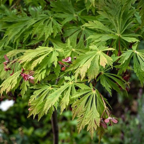 Japanischer Ahorn Aconitifolium Acer Japonicum Aconitifolium