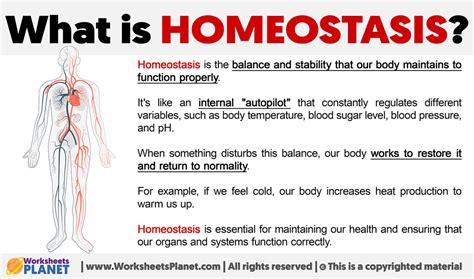 What Is Homeostasis Definition Of Homeostasis