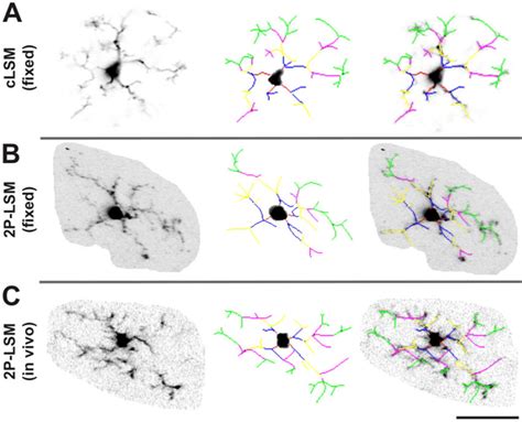 Microglia Morphology Captured With Clsm And P Lsm Microglia Raw