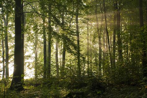 Warm Forest By Pamba On Deviantart
