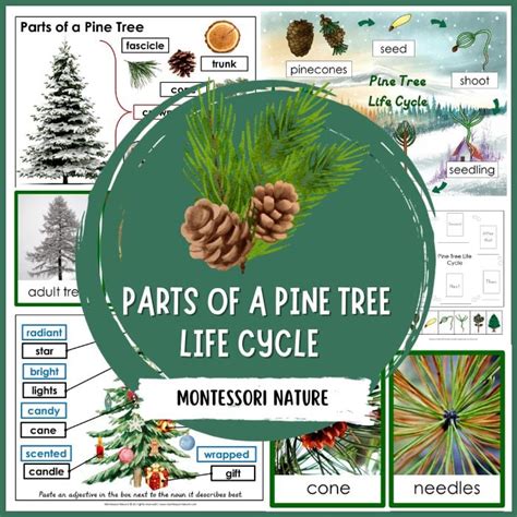 Parts Of Pine Tree Life Cycle Nomenclature 3 Part Cards Facts