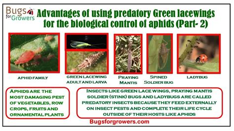 Advantages Of Using Predatory Green Lacewings For The Control Of Aphids