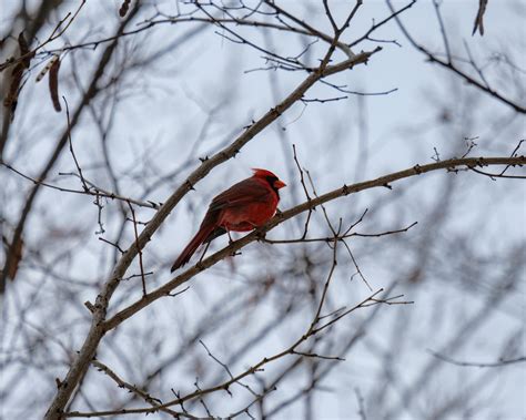 Close-up of a Red Cardinal Bird on a Branch · Free Stock Photo