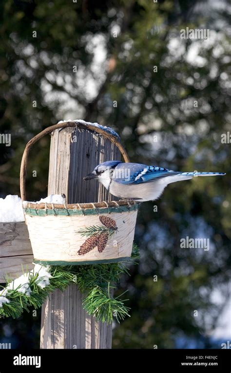 Blue Jay (Cyanocitta cristata) eating sunflower seeds from basket in ...