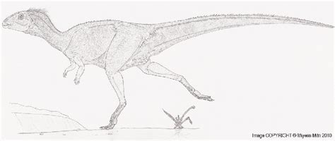 Qantassaurus Pictures & Facts - The Dinosaur Database