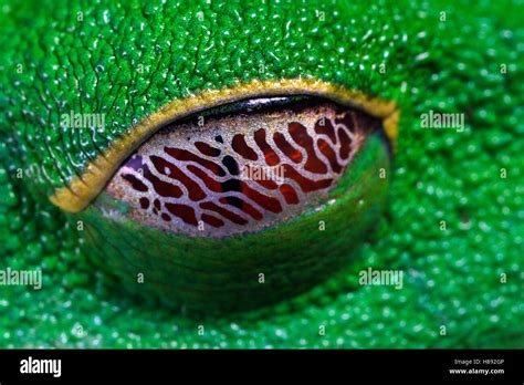 La Rainette Aux Yeux Rouges Agalychnis Callidryas Yeux Recouverts De