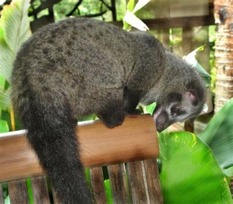 Asian Palm Civet Facts, Habitat, Diet, Life Cycle, Baby, Pictures