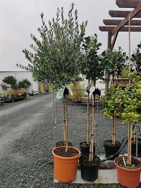 Olea Europaea Olive Tree - Woodcroft Landscapes