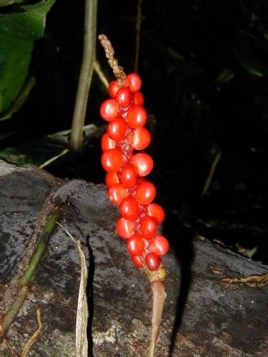 Red Pearls Anthurium Anthurium Gracile · Inaturalist