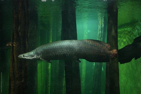 Arapaima Fish Aquarium