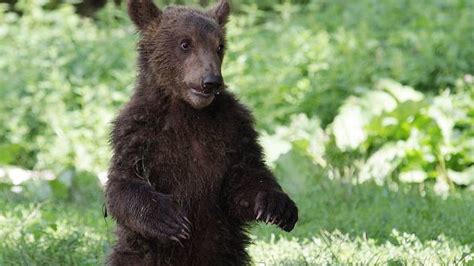 Loučení. Medvěd Bruno se odstěhuje do Děčína - Brněnský deník