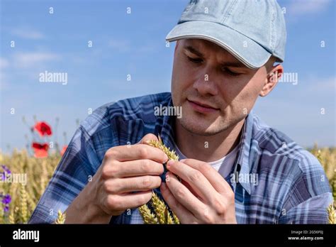 Farmer Or Agronomist Crouching In The Wheat Field Examining The Yield