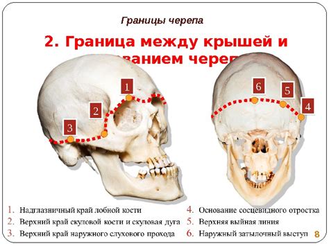 Презентация Гайворонский Лекция 4 Краниология