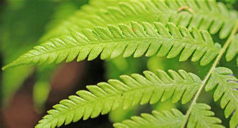 Thelypteris Normalis River Fern Southern Maiden Fern Southern Shield