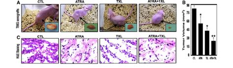 Induction Of T G Xenografts In Nude Mice And Treatments A Nude Mice