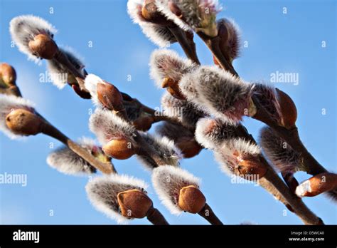 Pussy Willow Salix Caprea Stock Photo Alamy