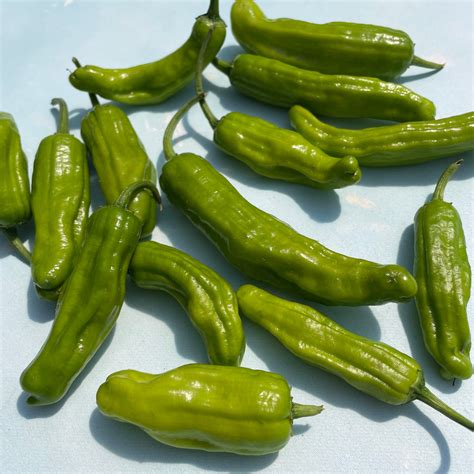 Greek Golden Pepperoncini Organic Seeds Hudson Valley Seed Company