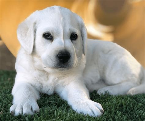 White Labrador Puppies for Sale - My Lab Puppies