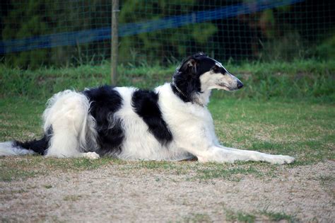 Borzoi All Big Dog Breeds