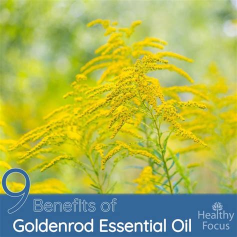 9 Benefits Of Goldenrod Essential Oil Healthy Focus Truth About Gout