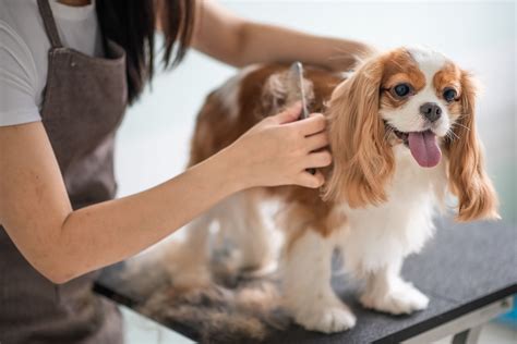 Dog Grooming: Types of Dog Fur Coats
