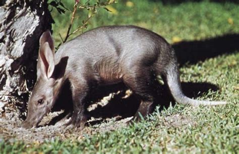 Aardvark | mammal | Britannica.com