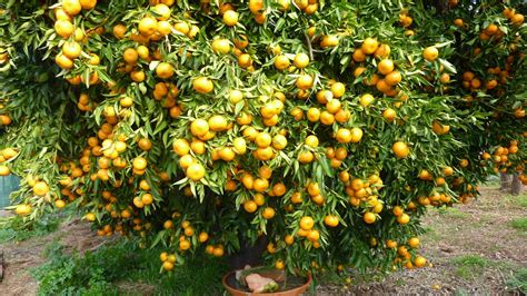 Как Растет Грейпфрут Фото Дерево – Telegraph