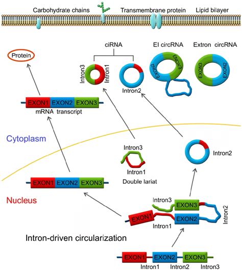 Intron Driven Circularization Model Intronic Circrnas Are Generated