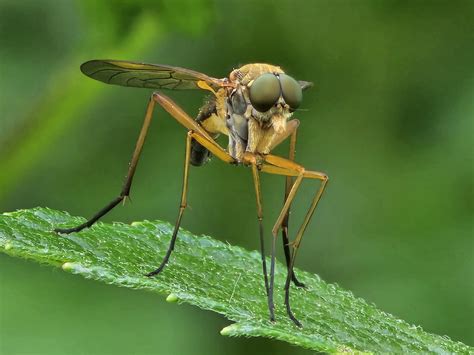 Snipe Fly Rgalaxyphotography