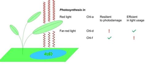 Insights into two rare types of photosynthesis could boost crop production