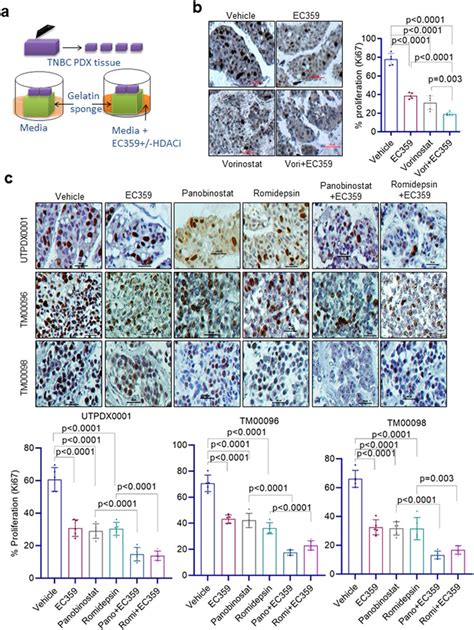 EC359 Enhance The Ability Of HDACi To Decrease The Proliferation Of