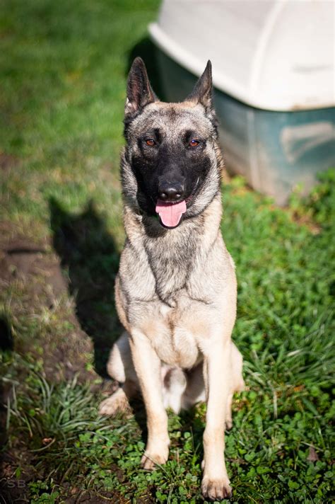 APAGI Pepper CHIEN X Berger Belge Malinois à la robe Sable charbonné