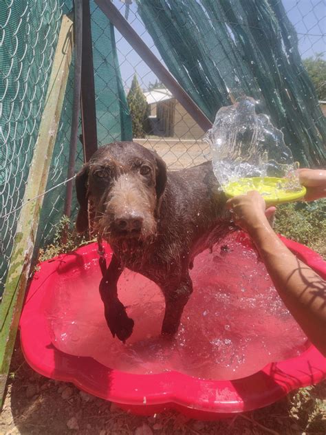 Hund abkühlen im Sommer 10 effektive Tipps gegen Hitze Struppis de