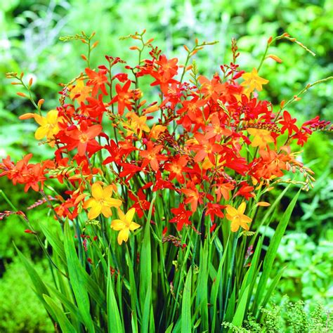 Crocosmia Collection Suttons