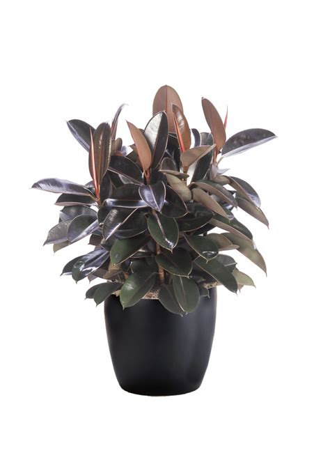 Ficus Elastica Burgundy Phillips Interior Plants And Displays