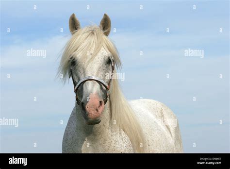 white horse portrait Stock Photo - Alamy