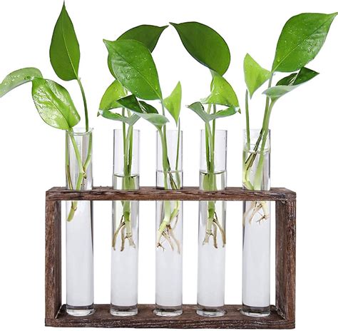 Vase Tube Essai Avec Tubes Pour Plantes Hydroponiques Vase En Verre