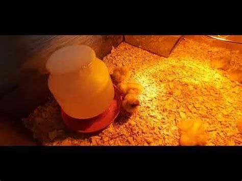 Red Sex Link Chicken Hatcheries And Breeders The Featherbrain