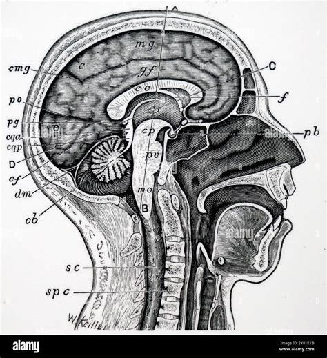 Longitudinal Section Hi Res Stock Photography And Images Alamy