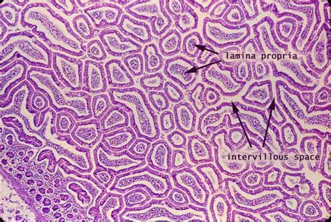 Histology at SIU